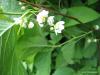 Actinidia  kolomikta - цветки мужские